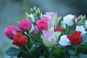 Rosen im Strauß
